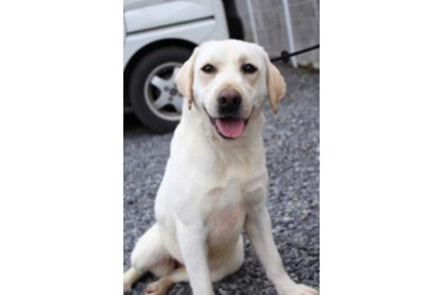 販売中のラブラドールレトリーバーの親犬